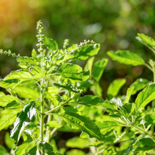 สารสกัดกระเพรา